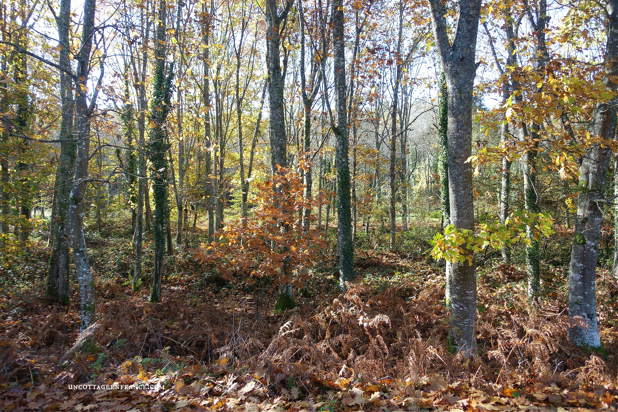 #whitecottagecharm #uncottageenfrance #campagnechic #frenchinterior #frenchfarmhousestyle #frenchcountry #frenchliving #fixerupperstyle #frenchcountrycottage #allthingsfrench #frenchcottage #farmhousevignette #cottagevignette #chippypaint #frenchdecoration #fermette #countrychic #rustique #rusticdecor #decorustic #cottagedecor #maisondecampagne #campagnedecoration #countryhomemag #brocante #monochromehome #greycottage #frenchgrey #gristendre #grischic #storebouillonné